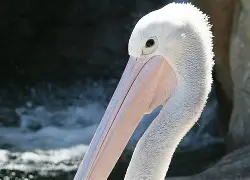 山东泰山队比赛直播免费